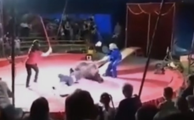 Под Волгоградом на шоу цирковой медведь напал на дрессировщика