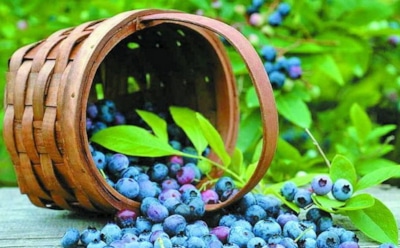 Диетологи: ягоды могут вредить организму