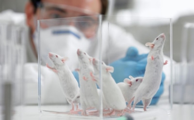 Ученые рассказали, почему алкоголики считают водку вкуснее сахара