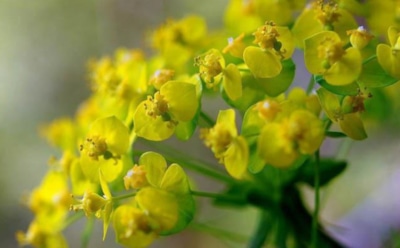 Российские ученые вылечат рак древнеегипетским зельем