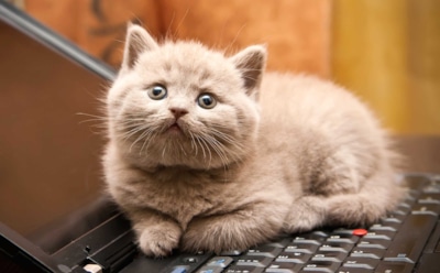 Ученые: кошки «лечат» смертельно опасные болезни