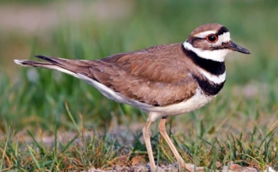 В Канаде из-за редкой птицы приостановили музыкальный фестиваль