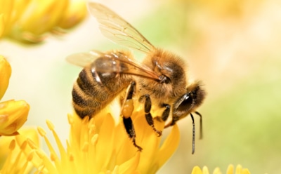 Названа главная причина вымирания пчел