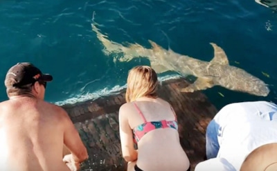 В Австралии туристка хотела покормить акулу и едва не осталась без руки