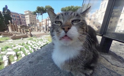 Кот попал в панораму Google Maps и стал звездой Сети