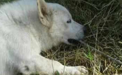 В Индии пес пожертвовал жизнью ради спасения хозяина