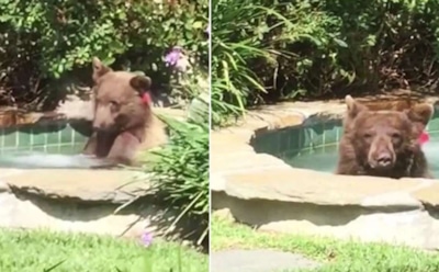 Медведь пробрался во двор американца и искупался в джакузи