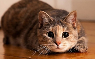 Фотография кота-хамелеона запутала пользователей