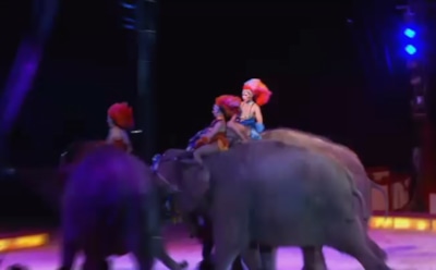 В Германии слониха упала на зрителей