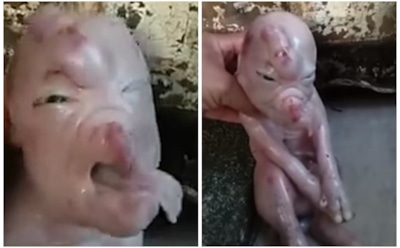 В Китае показали поросенка-мутанта с «человеческим лицом»