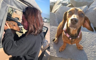 В Чили пес сбежал из самолета и шесть дней бродил по пустыне