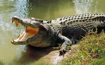 Индонезийцы отомстили за смерть друга, убив 292 крокодила