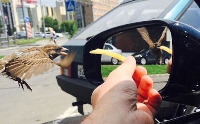 Снимок отражения воробья в другом интервале времени озадачил пользователей