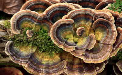 Ученые: дальневосточные грибы помогут в лечении рака