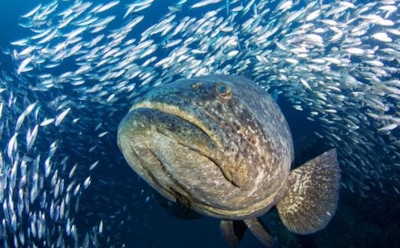 Рыболовы запечатлели, как гигантская рыба проглотила акулу