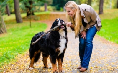 Ученые выяснили, как собаки реагируют на эмоции хозяев