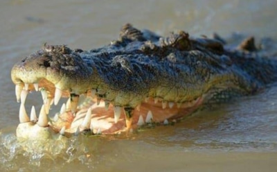 Морской биолог объяснила, как вырвалась из пасти трехметрового крокодила