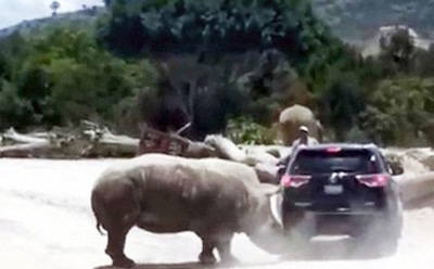 В Сеть попало видео нападения носорога на туристов