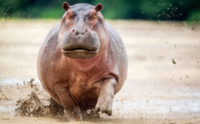В Кении агрессивный бегемот убил туриста