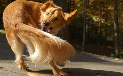 Ученые рассказали, почему собаки преследуют собственный хвост