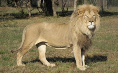 В Дубае лев попытался напасть на ребенка