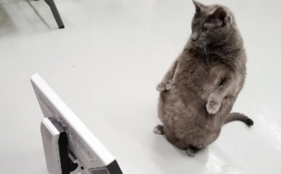 25-килограммовый кот Бруно стал звездой Сети