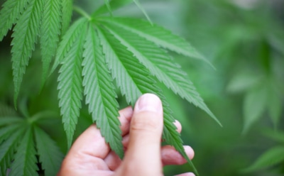 Ученые: марихуана ведет к преждевременному старению мозга