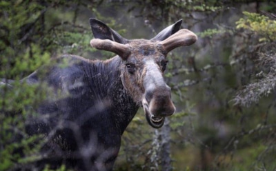 В США из-за чрезмерного внимания туристов утонул лось