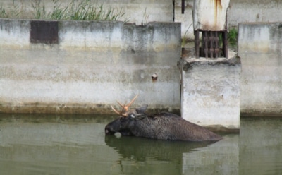 В Чернобыле вытащили тонувшего лося из радиоактивного озера