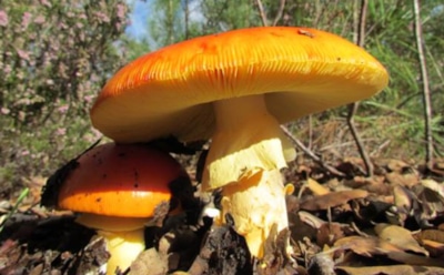 Ученые: гриб из семьи Amanitaceae восстанавливает печень