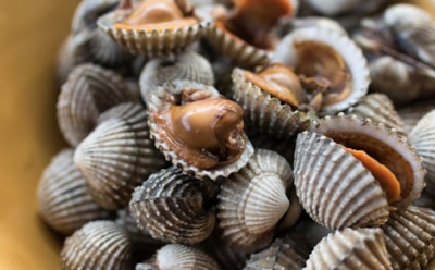 Ученые: моллюски способны помочь в борьбе с раком