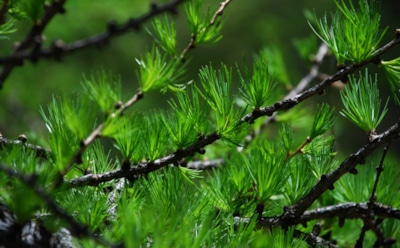 Российские ученые изучили влияние лиственницы на здоровье человека