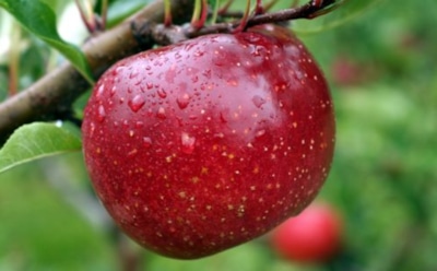 Ученые: кожура яблок замедляет рост раковых клеток