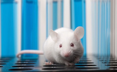 Ученые: иммунитет здорового организма реагирует на запах больного