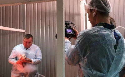 Появились снимки потомства свиньи, избавленной от бесплодия роботом