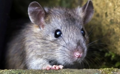 Ученые впервые нашли у человека "крысиный вирус" гепатита Е