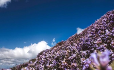 В Индии впервые за 12 лет распустились цветы куринджи