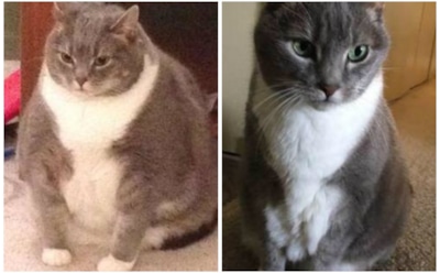 «От толстячка до качка»: в Сети обсуждают резкое похудение кота