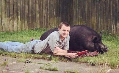 Британец отказался от медового месяца из-за любимой свиньи