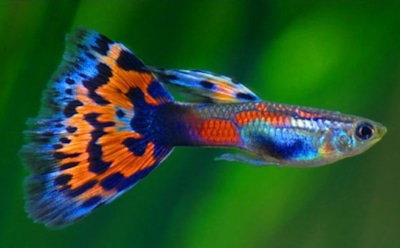 Ученые: «глупые» рыбки-гуппи выбирают «неправильных» самцов
