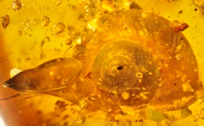 Ученые обнаружили, что возраст найденной в янтаре улитки составил 99 млн лет