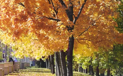 Погода в Москве: превзойден температурный рекорд 50-летней давности