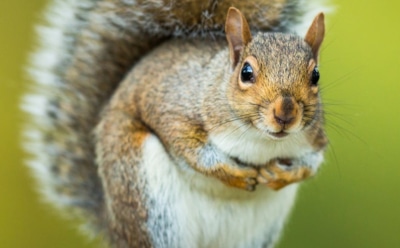 Американский охотник умер после употребления в пищу мяса белки