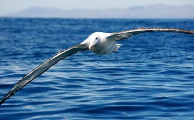 Браконьеров в Индийском океане вычислят радиомаячки на альбатросах