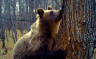 В России запечатлели медвежонка, ворующего мед у пчел