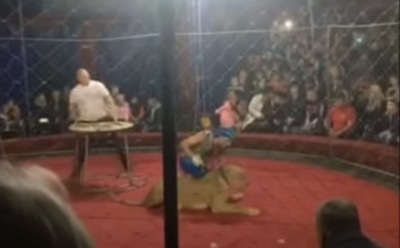 В России цирковая львица напала на четырехлетнюю девочку