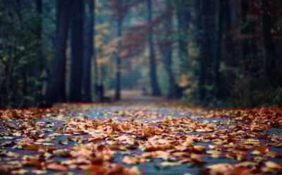 Погода в Москве: синоптики обещают потепление в начале ноября