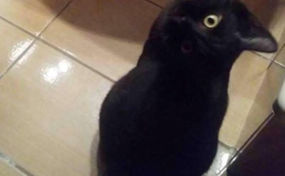 В Сети обсуждают оптическую иллюзию с котом