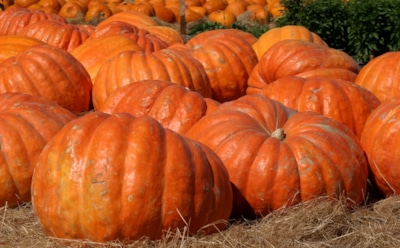 Диетологи рассказали о пользе тыквенной диеты