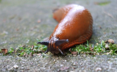 Австралиец умер, съев на спор садового слизня